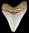 Megalodon Tooth - North Carolina #59071-2